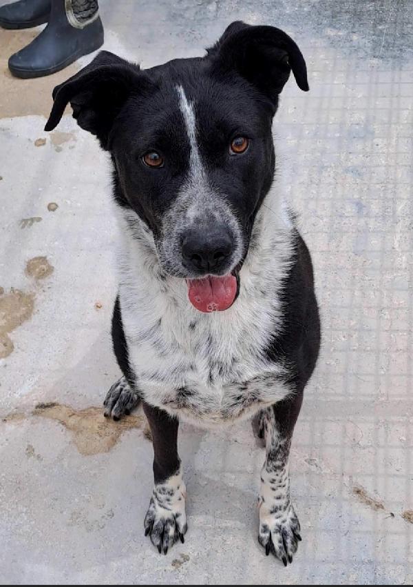 Femmina 4/5Anni Nera/Bianca Salvata 3Anni Fa.puglia